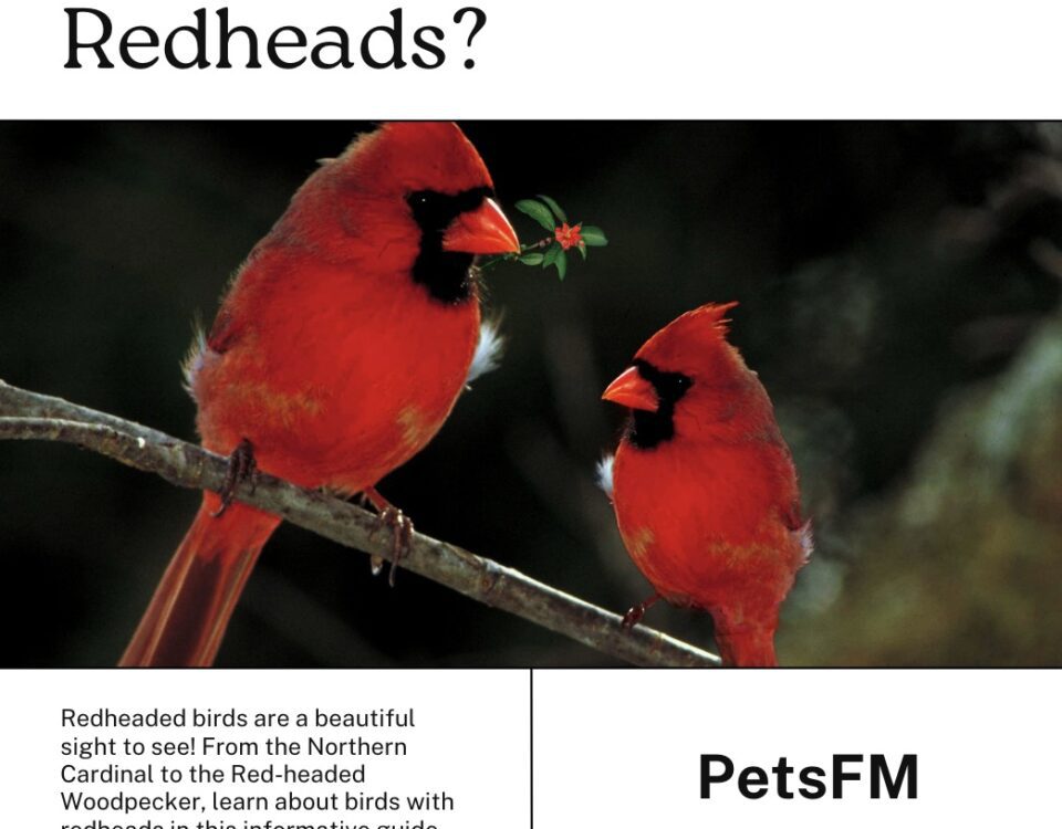 Birds with Red Head